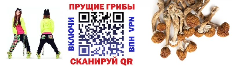купить наркотики сайты  МЕГА ссылка  Псилоцибиновые грибы Psilocybe  Салаир 